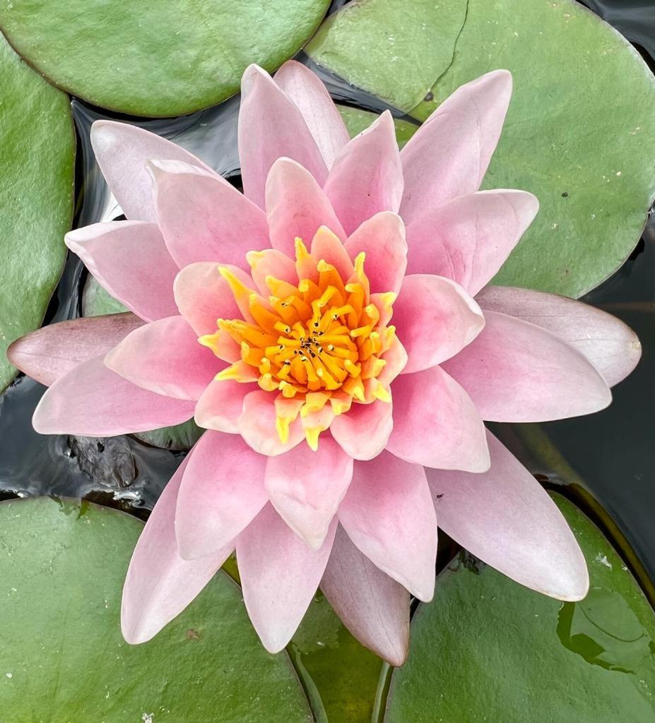 Gite 3 "Le Canal De Baza" Aux Magnolias Ομπενά Εξωτερικό φωτογραφία