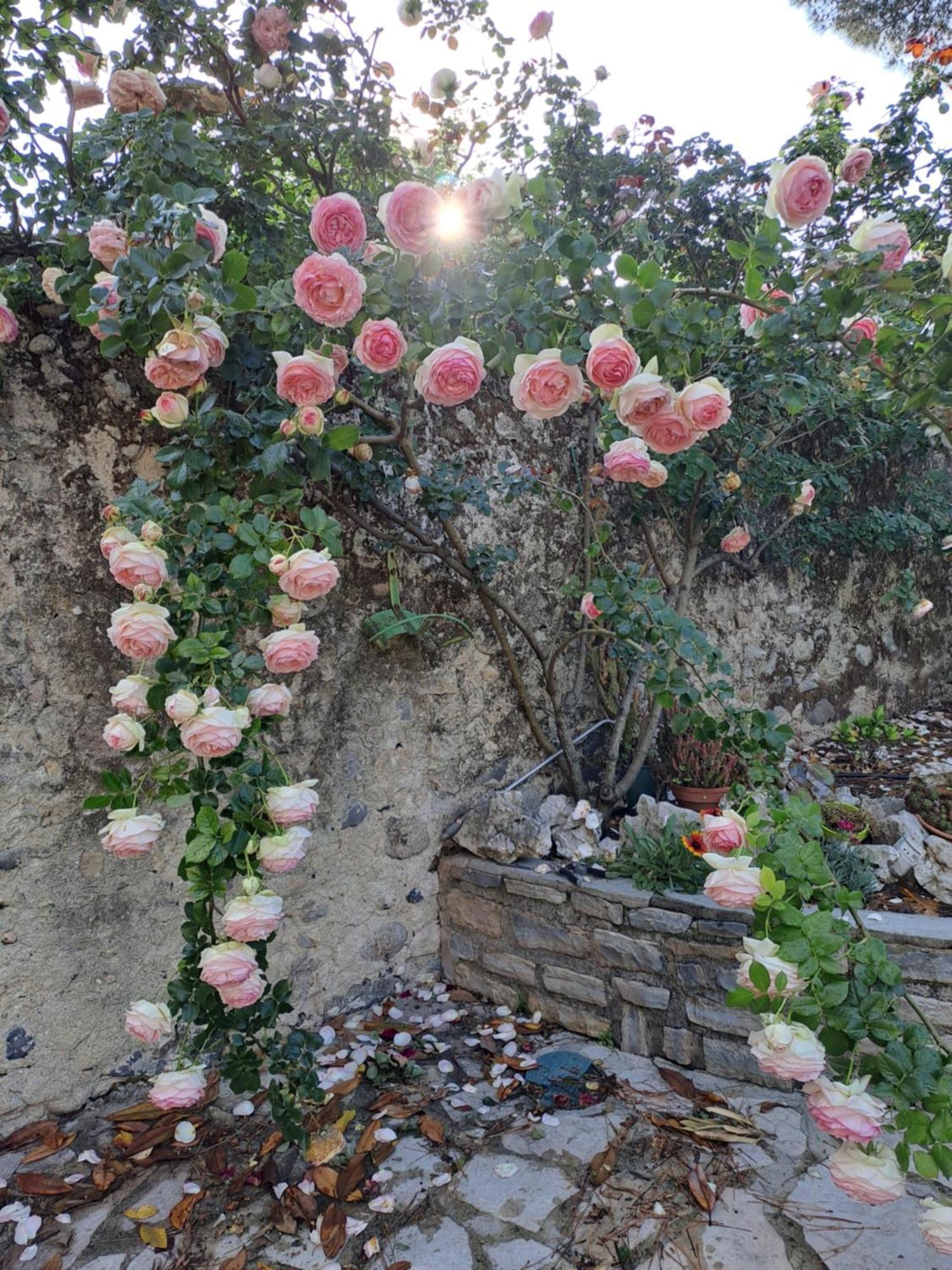 Gite 3 "Le Canal De Baza" Aux Magnolias Ομπενά Εξωτερικό φωτογραφία